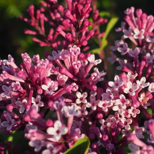 Syringa flowerfesta purple - syringa,