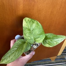 Monstera Obliqua Mayuna Variegated 4