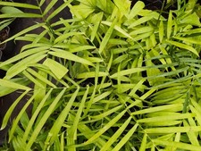 Chamaedorea Seifrizii - 11 cm