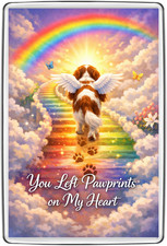 Cavalier King Charles Spaniel