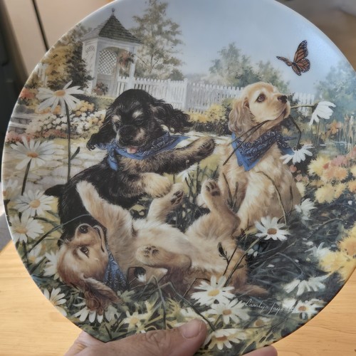 Cocker spaniel puppies plate - plate, 8