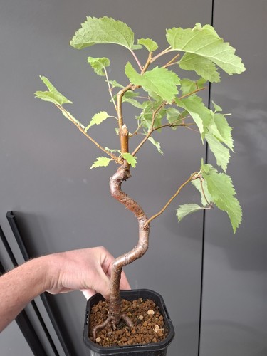 Silver birch bonsai tree - silver,