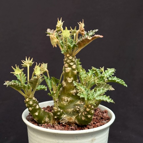 5cm dorstenia horwoodii - dorstenia,
