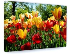 RED & YELLOW TULIPS FLOWER MEADOW CANVAS PICTURE PRINT WALL ART 