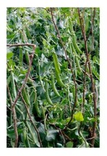 Vegetables pea hurst - vegetables,