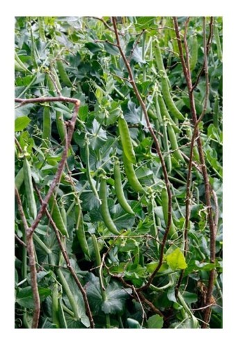 Vegetables pea hurst - ,