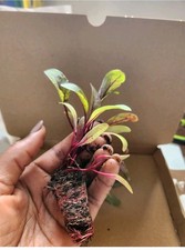 Beetroot Vegetable 6 multisown