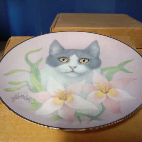 Pink lillies cat - cat, petals