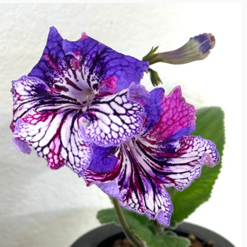 Streptocarpus rays - streptocarpus, of