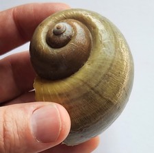 2.5" Authentic Apple Snail