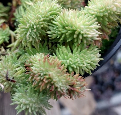 Sedum sylvestris monstrosa - sylvestris, 'monstrosa'-