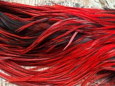 IFS 1/2 Silver Badger Genetic Cock - Intense red Saddle , hackle, Cape