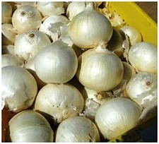 Vegetable - Onion White Sweet Spanish - 200 Premium Quality Seeds - First Class