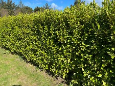 30 Griselinia Hedging Plants