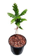 Oak Tree Sapling in Pot