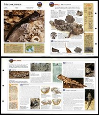 Mudskipper #13 Fish - Wildlife