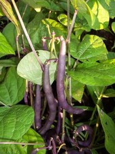 DWARF FRENCH BEAN  PURPLE QUEEN  200 ITALIAN SEEDS