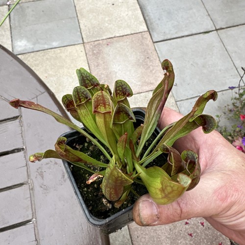 Sarracenia purpurea - purpurea,
