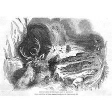 Deer Stalking in the Highlands