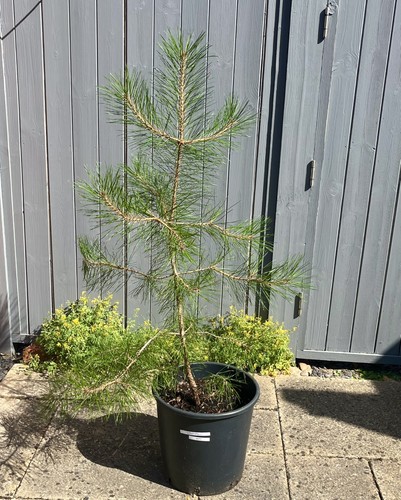 Pinus wallichiana bhutan - wallichiana, (bhutan