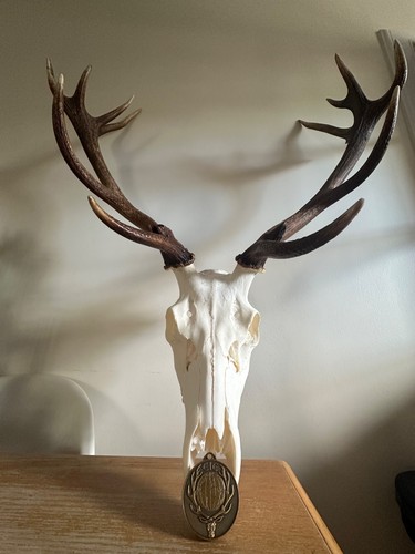Large decorative antlers - large,