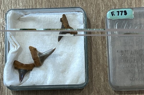 Fossil shark species teeth - species,