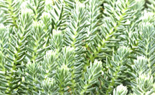 Sedum reflexum L. 9cm pot- Lot
