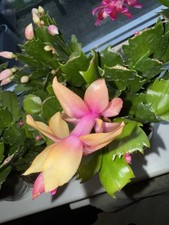 1 Flowering Cactus Double