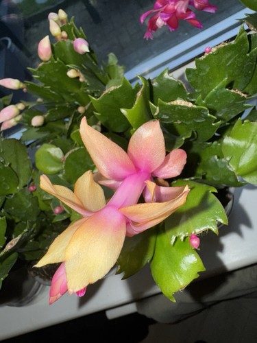 Flowering cactus double - 1,