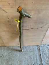 Blackthorn Shillelagh