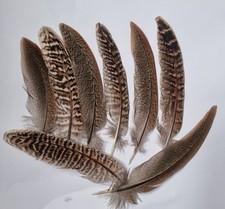 20 Natural Mixed Pheasant