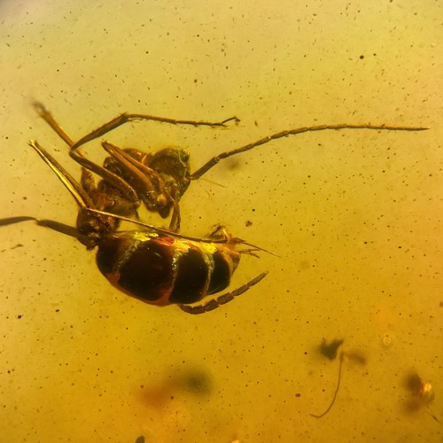 Ant burmese burmite amber - burmese,
