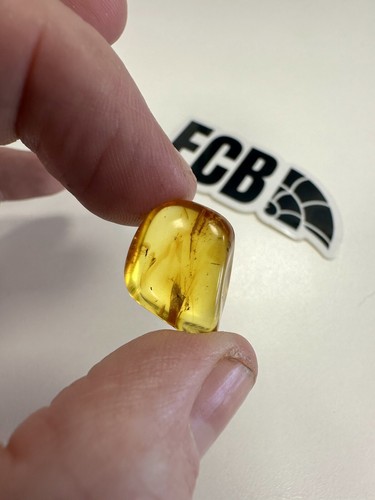 Baltic amber with two mosquito - amber,