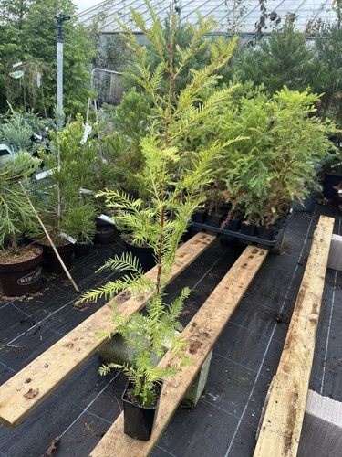 Coast redwood tree sequoia - tree, -sequoia