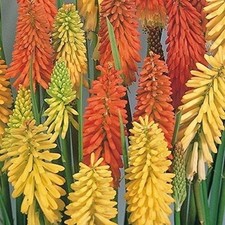 Pack x3 Red Hot Poker