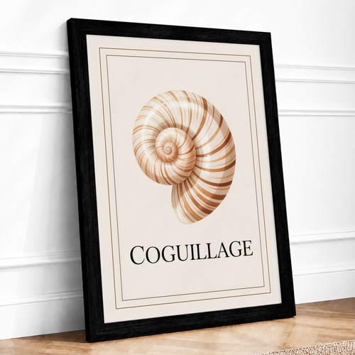 Chambered nautilus shell - chambered,
