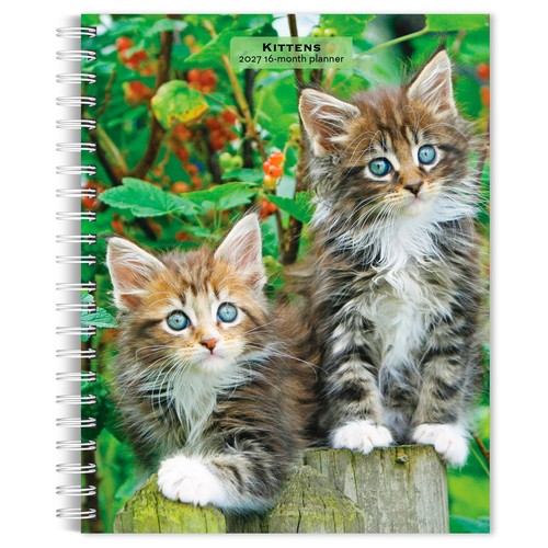 Kittens 2027 6x7 75 - kittens, |