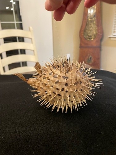 Real dried blow - dried,