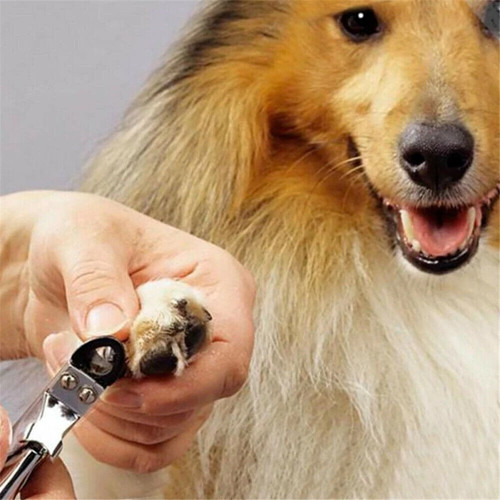 Pet nail clippers - pet, dog