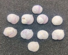 10 x Emporer Purple Periwinkle Shells for Hermit Crabs Homes (Small 1cm)