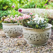 PAIR Of  Beautiful Daisy