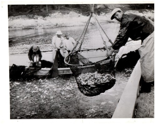 Commercial fishing men nets - fishing,