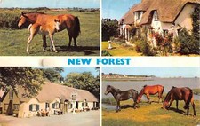 uk17556 new forest  uk