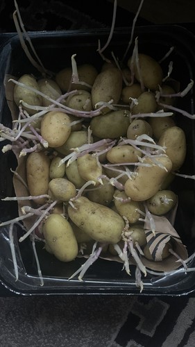 Baby potato seeds - seeds,, 12pcs