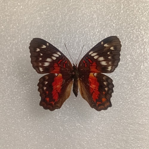 Scarlet peacock butterfly - scarlet,