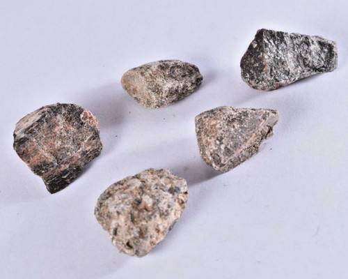 Dinosaur bone fossil 30mm - dinosaur,