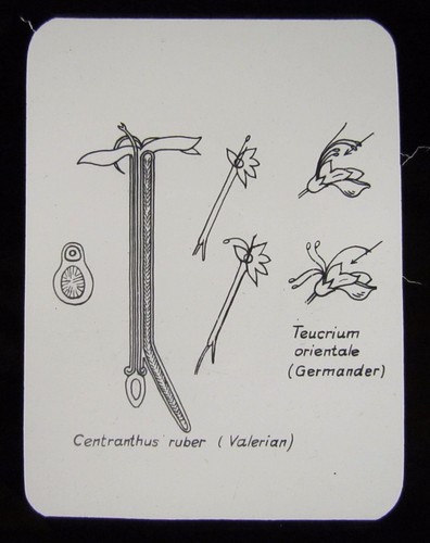 Glass magic lantern - magic, slide
