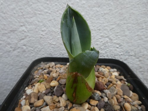 Agave americana - agave, v