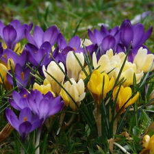 100 Crocus Mixed Colours