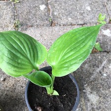HOSTA - UNKNOWN ORPHAN - X 3